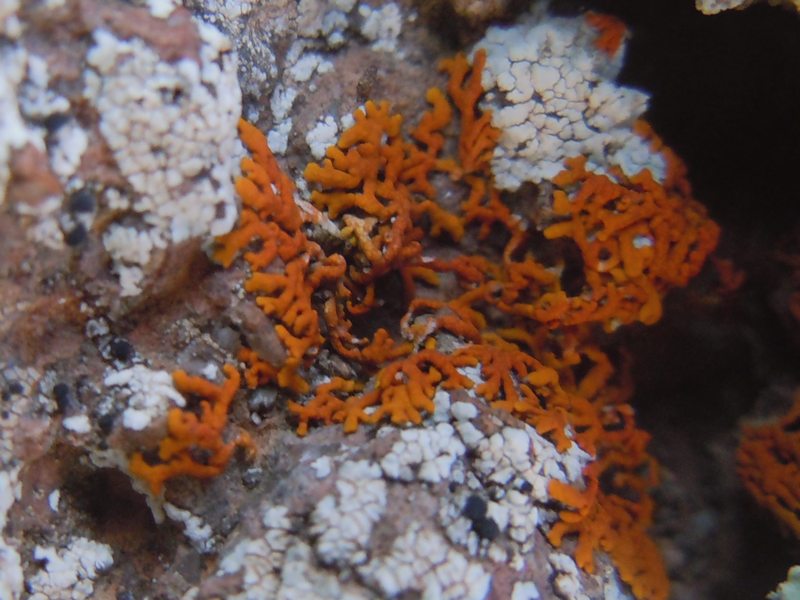 lichene arancione......